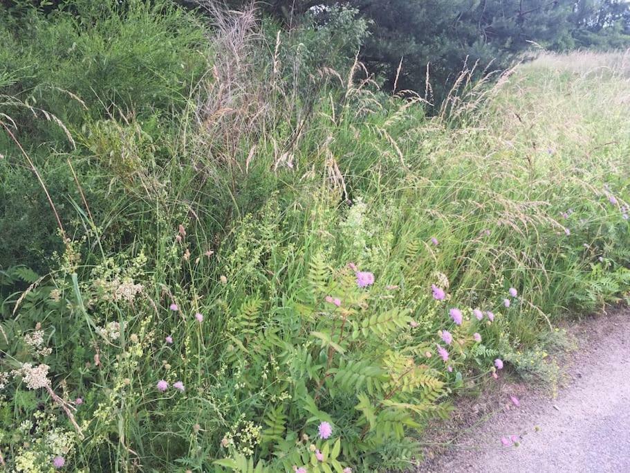 Entspannung In Der Schoenen Lueneburger Heide Gohrde المظهر الخارجي الصورة